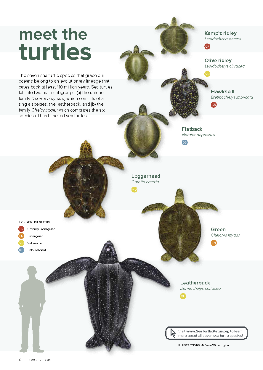 Marine Turtles - RIIS